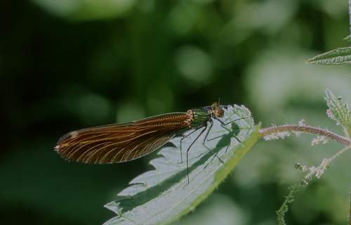 06 Calteryx Virgo (20) copy.jpg - Calteryx Virgo